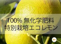 完全無農薬高根島レモン