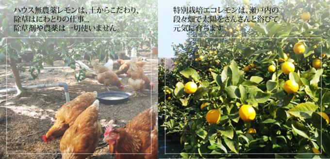 国産 瀬戸田レモン栽培期間中農薬不使用 w ふと